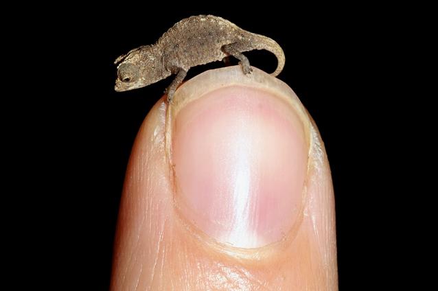 GALERIE FOTO: A fost descoperit cel mai mic cameleon din lume. Vezi ce lungime are