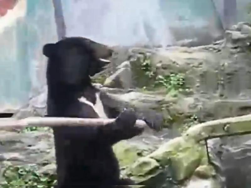 (VIDEO) Urşii kung fu! Ambii sunt din Asia, ambii ştiu să mânuiască un ciomag. Cine ar câştiga?