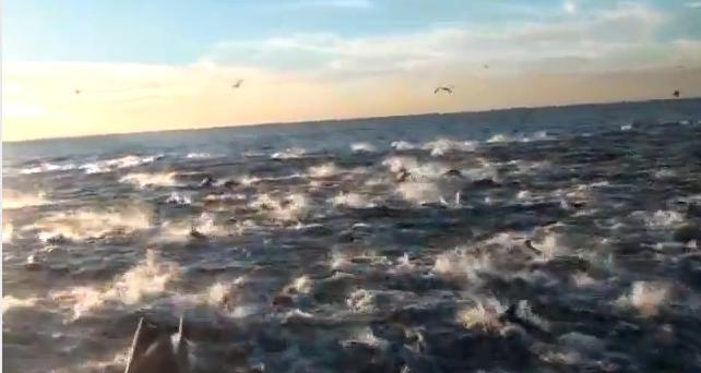 Sute de delfini într-o cursă nebună! (VIDEO)