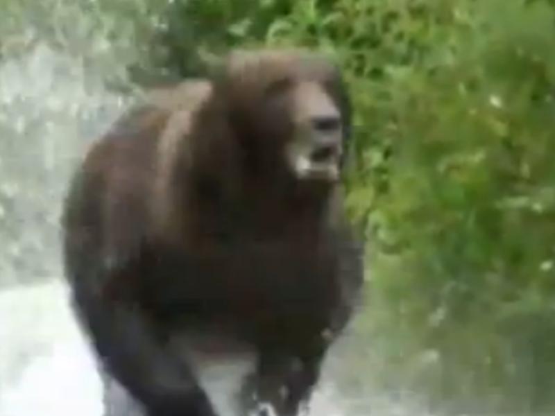 Cum să te comporţi când eşti atacat de un urs (VIDEO)