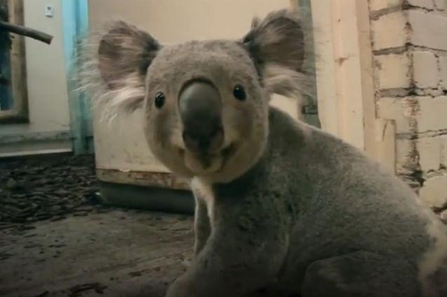 VIDEO: Un koala adorabil se distrează la grădina zoologică din Edinburgh
