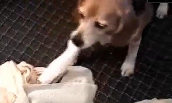 Câinele care se şterge singur cu prosopul (VIDEO)