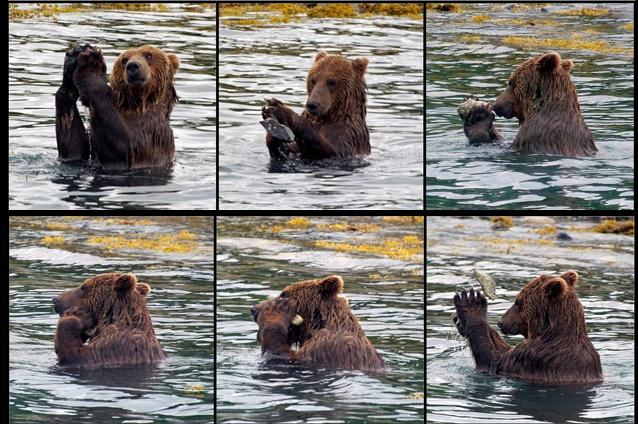 Asta e cel mai deştept urs din lume. Vezi de ce