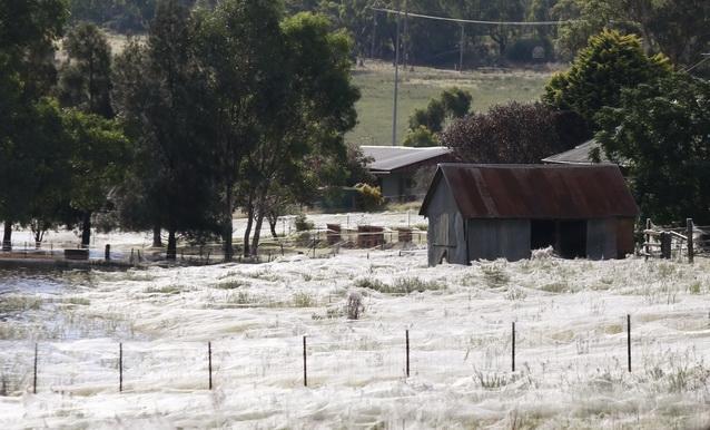 Mii de păianjeni australieni s-au refugiat din calea inundaţiilor în fermele oamenilor (GALERIE FOTO)