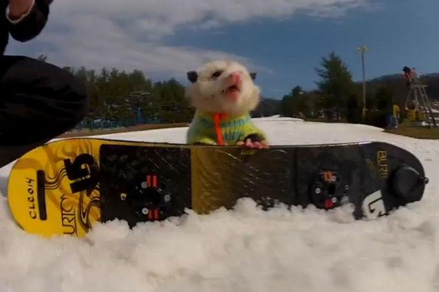 Ratatouille se dă cu placa. Vezi filmuleţul cu cel mai bun snowboarder opusum care a fost văzut în câteva zile de mii de persoane