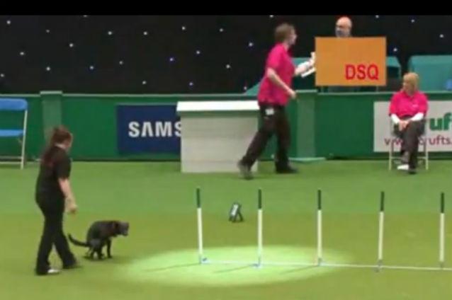 VIDEO: Un câine ar fi putut câştiga un concurs celebru dacă nu îşi făcea nevoile în mijlocul competiţiei
