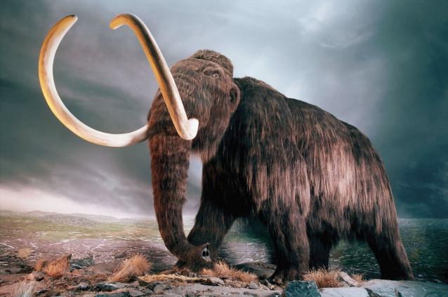 Acord între Coreea de Sud şi Rusia pentru clonarea unui mamut