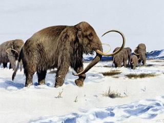 Dispărut în urmă cu 10.000 de ani, mamutul lânos va fi readus la viaţă prin clonare