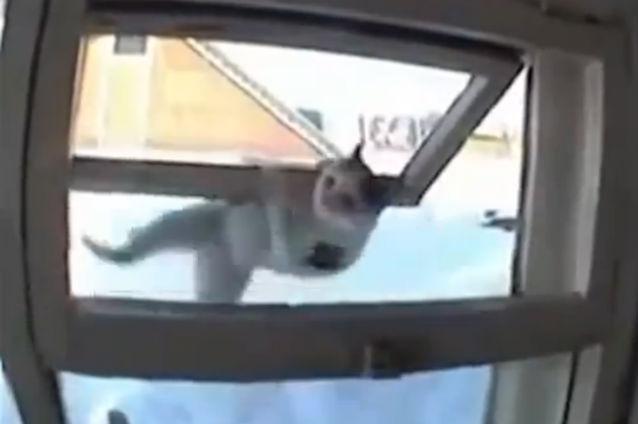 Pisicile ninja fac furori pe Youtube. Vezi filmuleţul văzut în câteva zile de mii de persoane