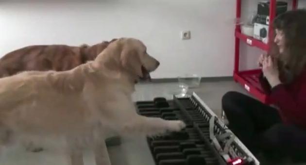 Şi câinii au talent: Doi câini interpretează la pian "Valsul Puricilor"! (VIDEO)