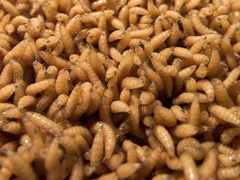 Larvele muştelor de casă - furajul viitorului pentru fermele de animale