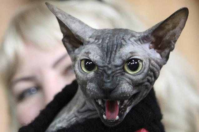 O pisică don sfinx, cea mai înfricoşătoare felină din lume