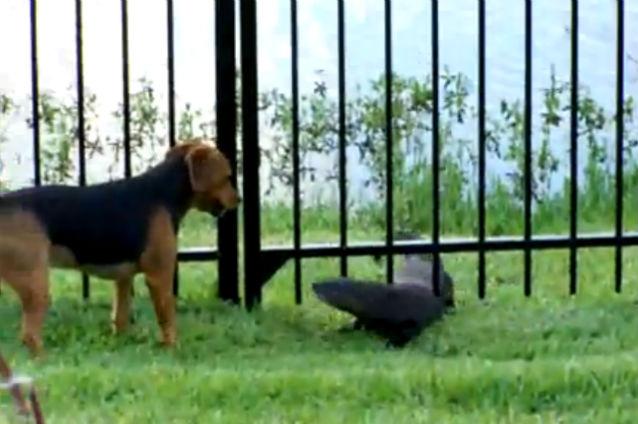 VIDEO: Câinele şi vidra se joacă împreună