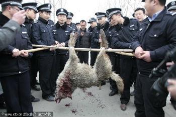 Trupele SWAT chineze au ucis un lup care a făcut şapte victime într-o săptămână. Localnicii cred că ar fi vorba despre un vârcolac (VIDEO)