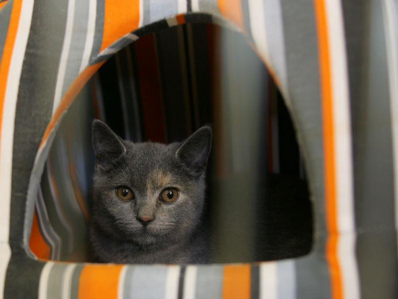 Cum supravieţuiesc pisicile când cad de la zeci de metri? Biologii, fizicienii şi veterinarii explică