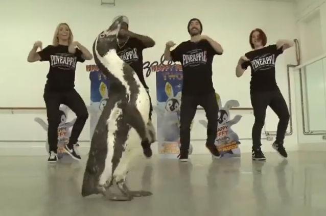 VIDEO: Patru pinguini reali au dansat la lansarea animaţiei "Happy Feet 2" pe DVD