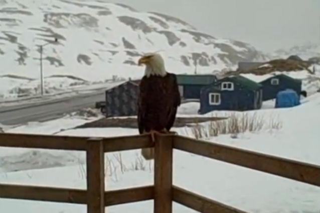 VIDEO: Ce se întâmplă când o vulpe, un vultur şi două pisici se întâlnesc pe o verandă în Alaska