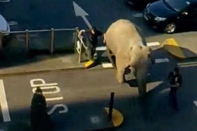 VIDEO: Un elefant a evadat de la circ şi a ajuns în parcarea unui magazin
