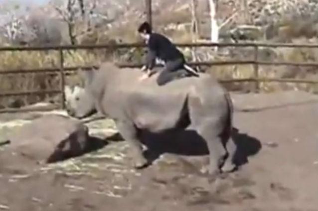 VIDEO: Un tânăr a călărit un rinocer