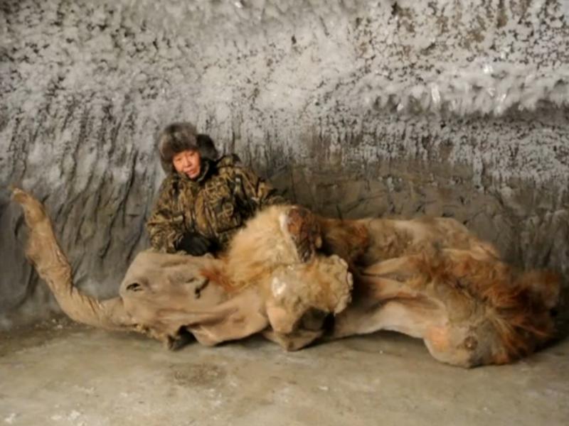 Autopsia unui pui de mamut sugerează că ar fi fost ucis de oameni. După ce îl furaseră din ghearele unui leu...