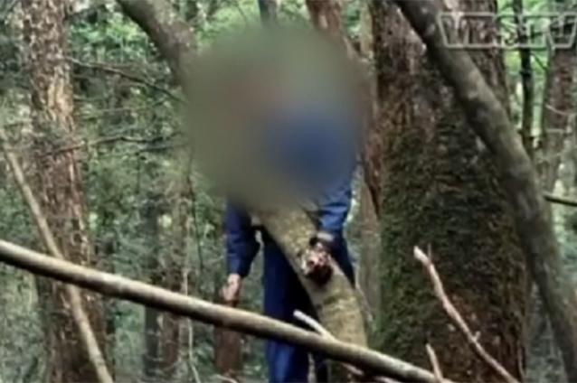 (VIDEO) Cea mai sinistră parte a Japoniei. Pădurea spânzuraţilor, locul de unde autorităţile adună peste 100 de cadavre în fiecare an