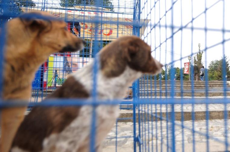 Legea maidanezilor, modificată: Prefectura Capitalei propune eutanasierea câinilor cu boli grave, transmisibile la om