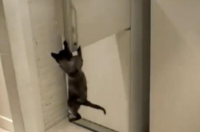 VIDEO: O pisică îşi ia singură mâncarea din frigider