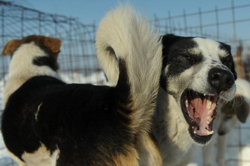Un ONG din Marea Britanie plăteşte 1.060 de lei / câine vagabond din România