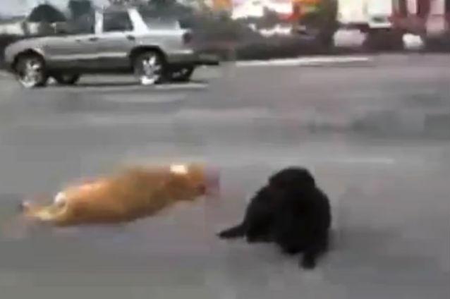 VIDEO EMOŢIONANT: Un câine a stat alături de prietenul său lovit de o maşină în mijlocul străzii