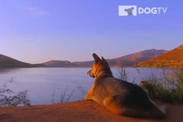VIDEO: S-a lansat DOGTV, un post de televiziune pentru câini. Programele sunt realizate din perspectiva unui câine