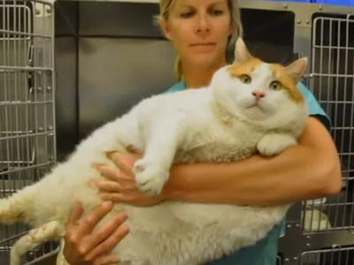 Ai adopta o pisică de 18 kilograme? Povestea lui Miau, felina care trebuie să ţină dietă - VIDEO