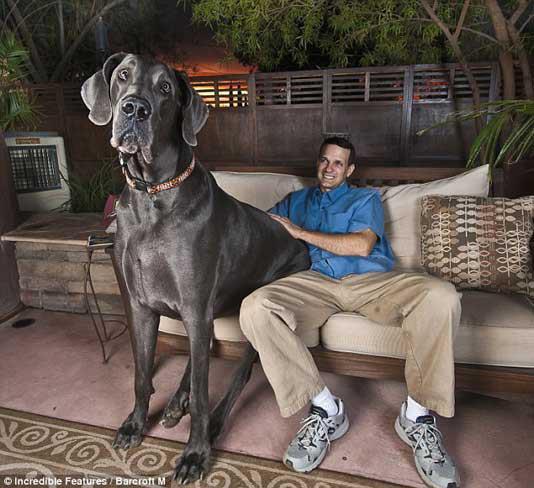 Faceţi cunoştinţă cu GIGANTUL George, cel mai înalt câine care a existat vreodată! (FOTO şi VIDEO)
