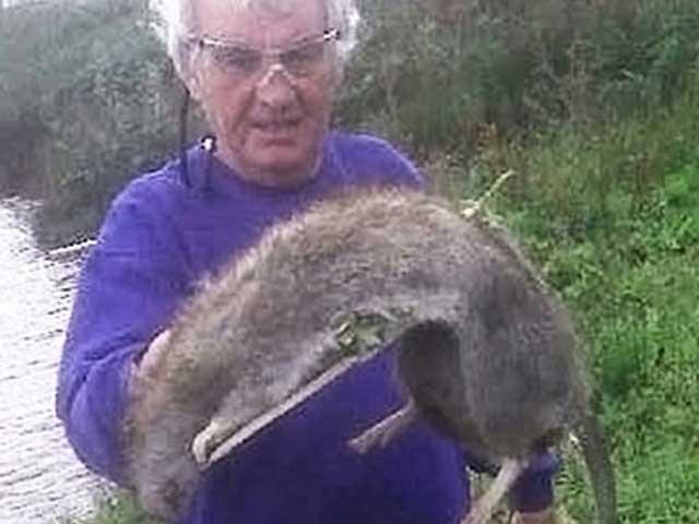 Un şobolan imens ucis de un pensionar britanic (VIDEO)