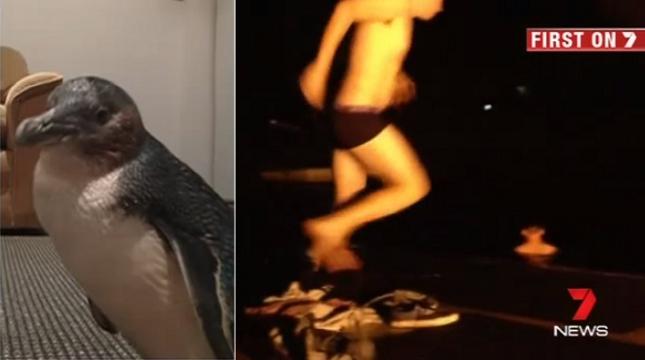 (VIDEO) Beţi rangă, s-au furişat în parcul acvatic, au înotat cu delfinii şi-au furat un pinguin la plecare