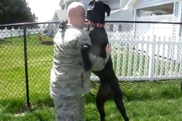Cum reacţionează un câine când stăpânul său se întoarce acasă. Vezi filmuleţul care a impresionat aproximativ două milioane de persoane