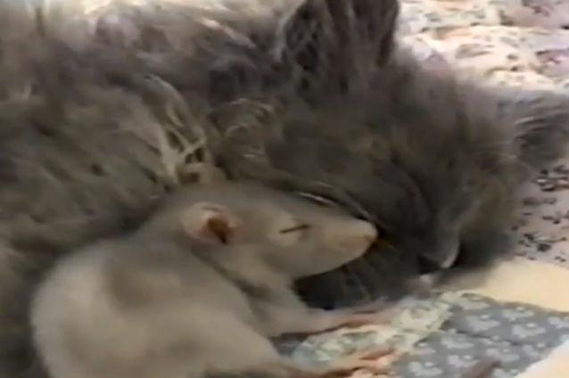 VIDEO: Un şoricel doarme lângă o pisică