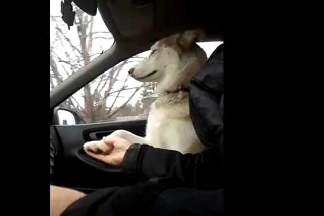 Jezebel, un husky are nevoie de afecţiune (VIDEO)