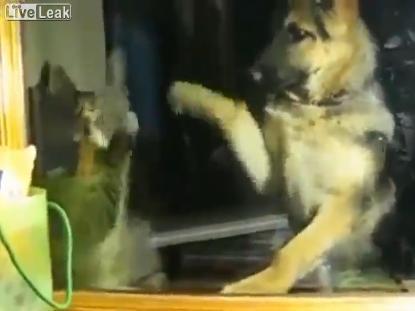 (VIDEO) Meci de box între o pisică şi un câine. Cine va câştiga?