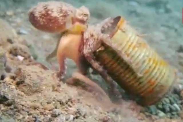 Imagini surprinzatoare. O caracatiţă trăieşte într-o cutie de conserve (VIDEO)