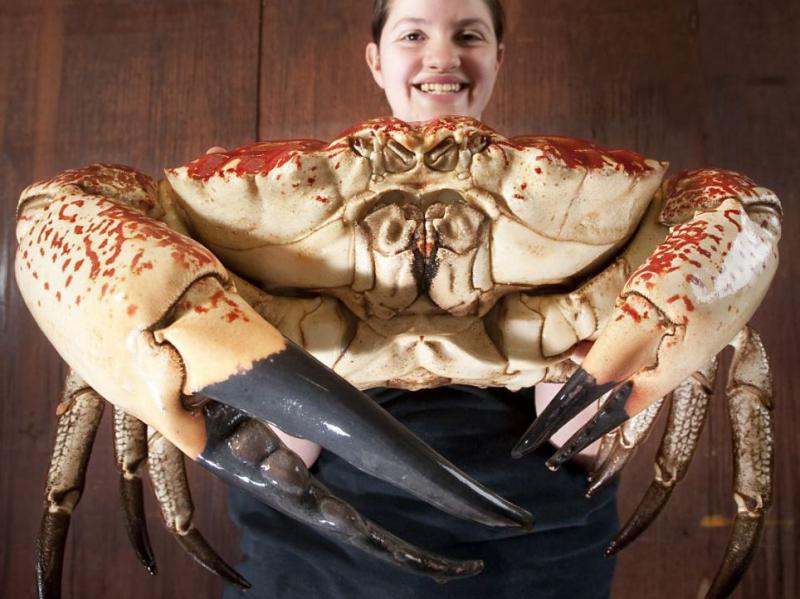 Monstrul tasmanian: Claude, crabul gigantic care îşi va dubla dimensiunile (FOTO)