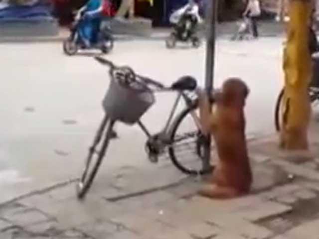 Un labrador adoră mersul pe bicicletă (VIDEO)