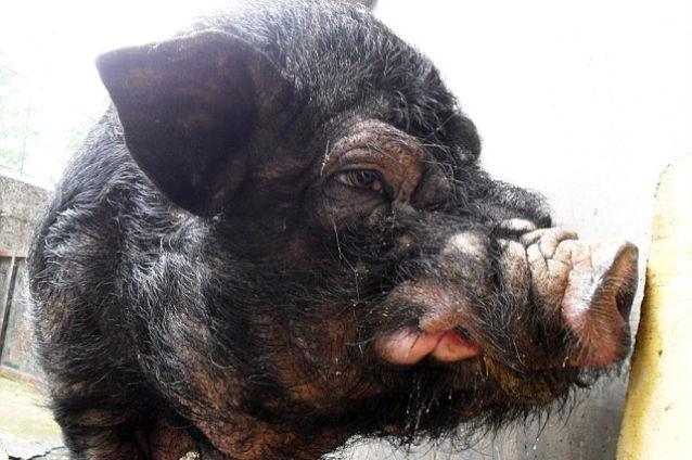 FOTO: Cei mai urâţi porci din lume trăiesc în China