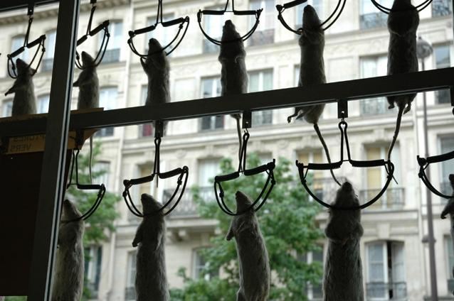 Parisul - napadit de şoareci. Chiar şi Palatul Élysée face regulat cereri de deratizare