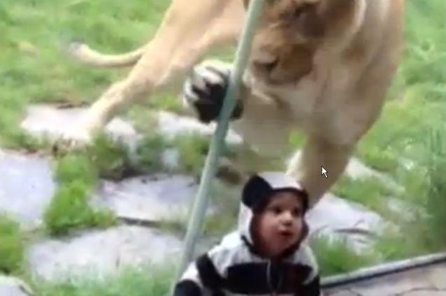 VIDEO: Un leu încearcă să mănânce un copil