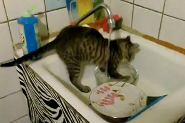 O pisică spală vasele în chiuvetă. Vezi filmuleţul care a amuzat mii de persoane