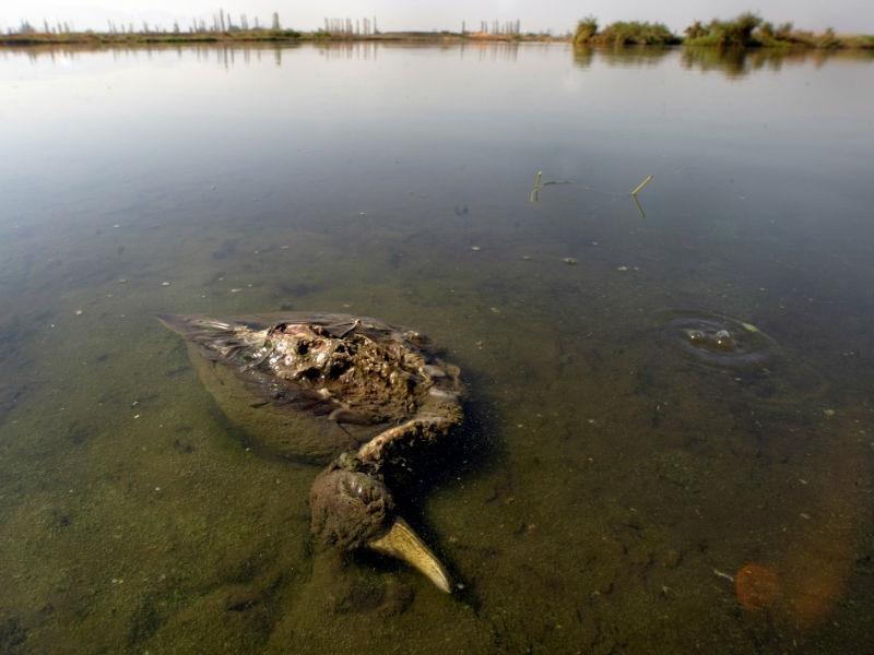 2.300 de păsări moarte găsite pe o plajă din Chile
