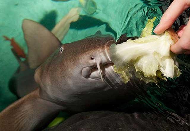 Florence, rechinul vegetarian care adoră salata