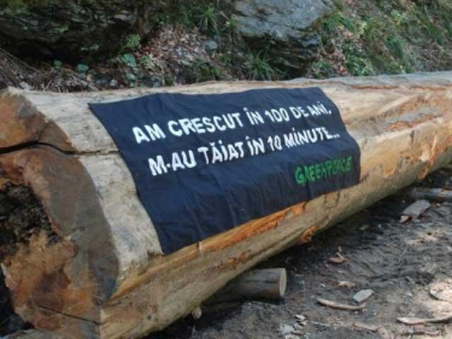 România pierde 3 hectare de pădure pe oră VEZI HARTA DESPĂDURIRILOR