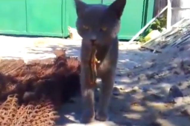 VIDEO AMUZANT: O şopârlă a muşcat o pisică