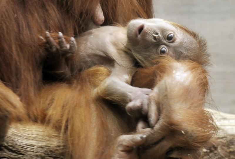 16 mai 2012. Imaginile zilei 12069162